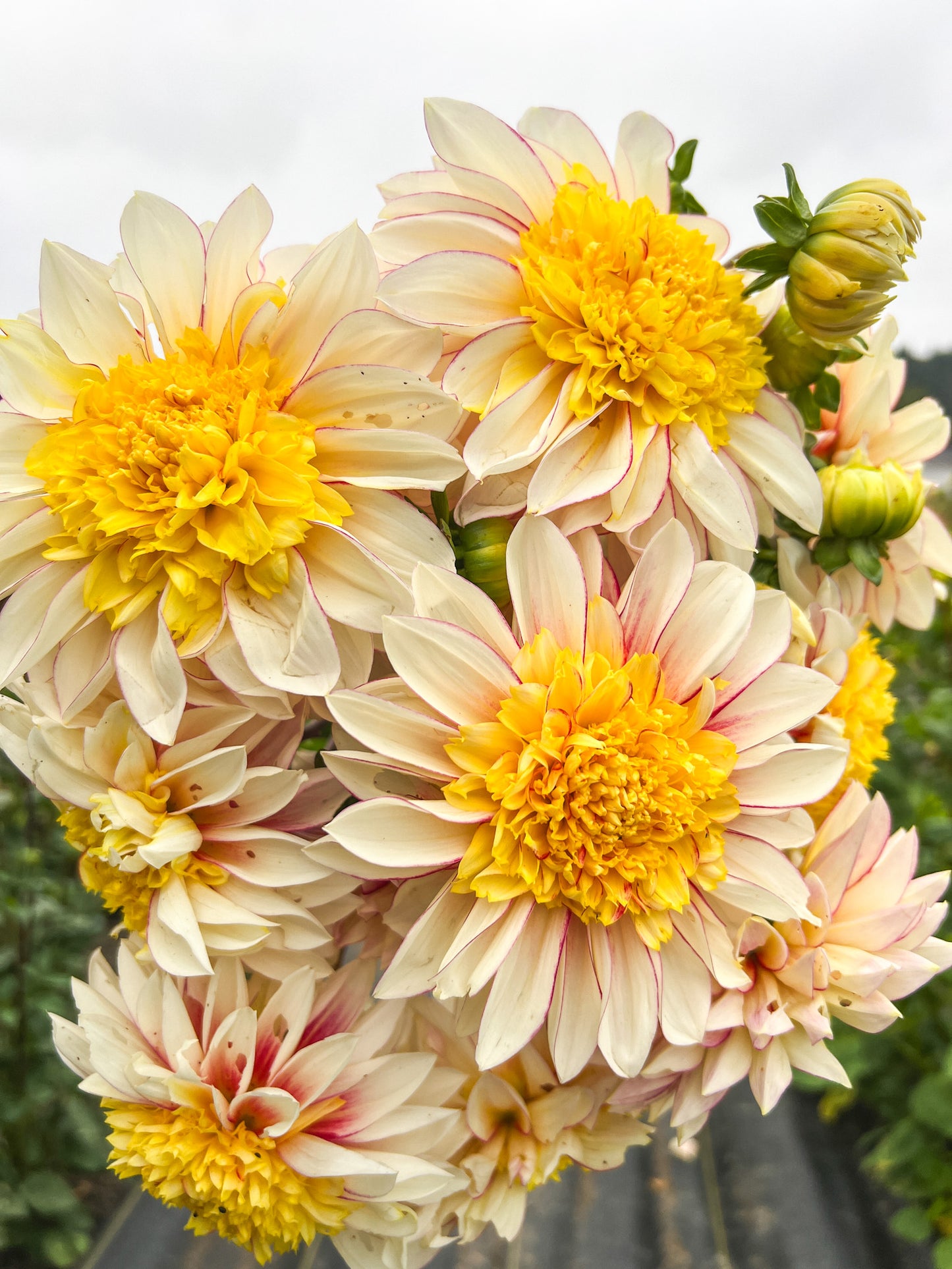 Polka Dahlia