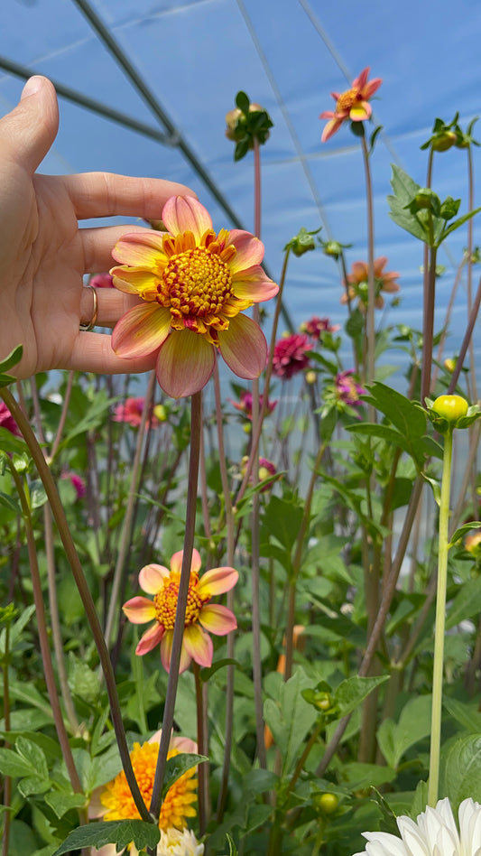 Bloomquist Golden Dahlia