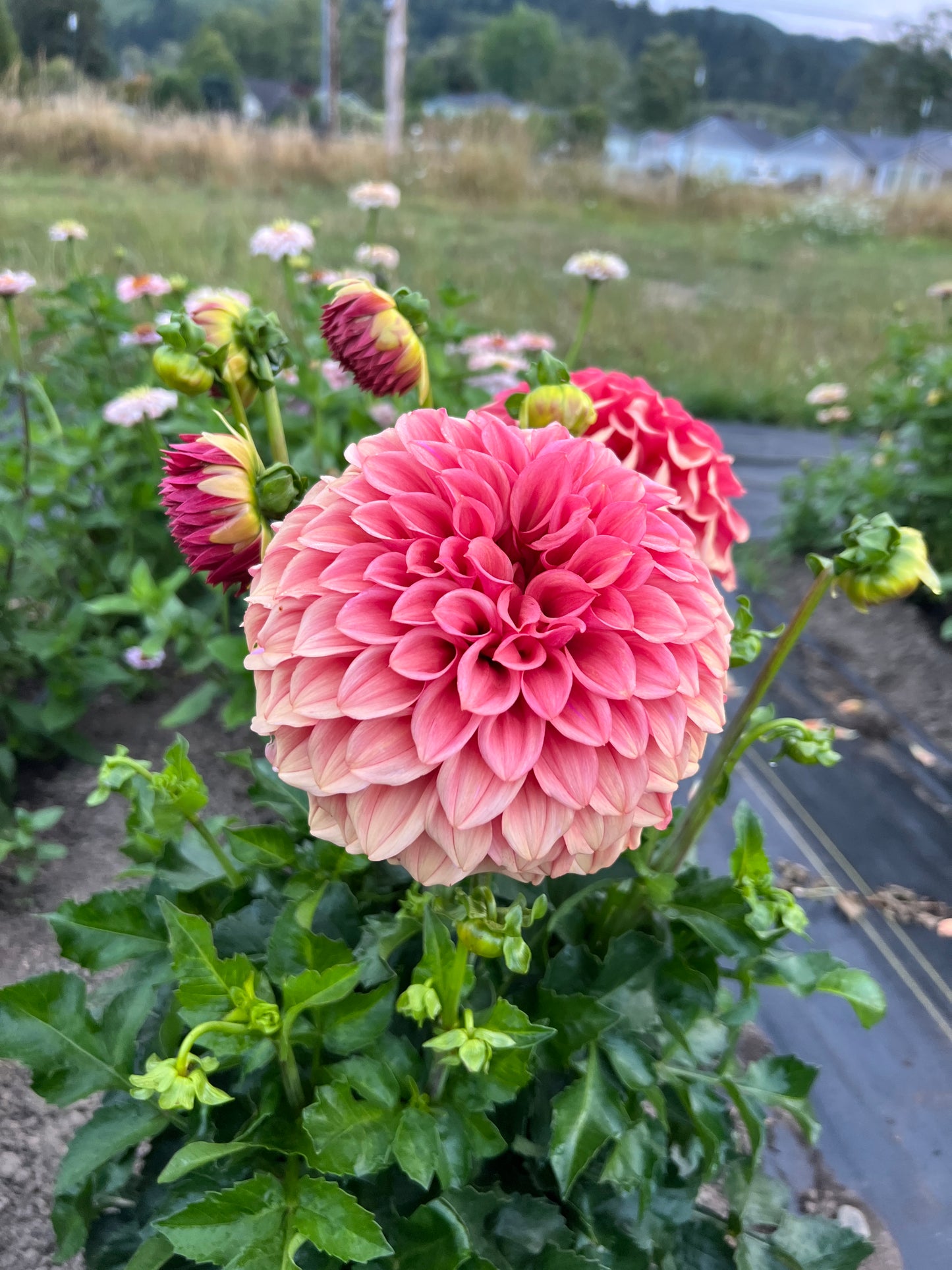 Orange Globe Dahlia