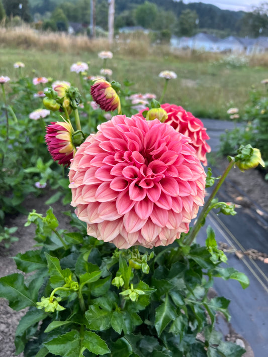 Orange Globe Dahlia