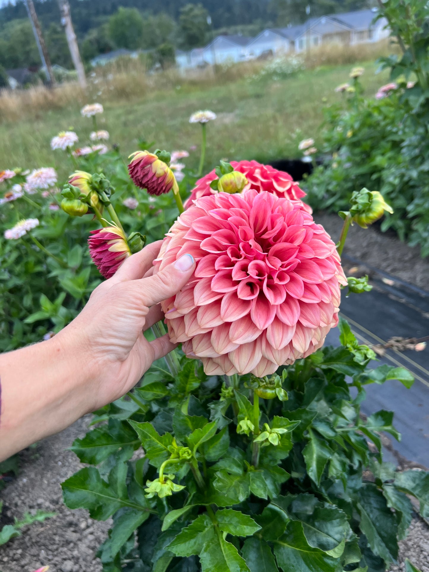 Orange Globe Dahlia