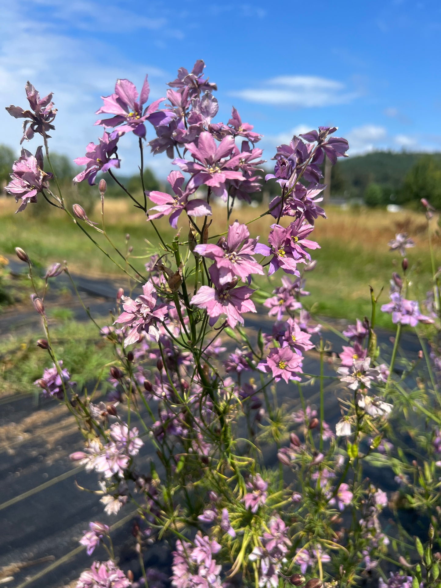 Larkspur  - Earl Gray