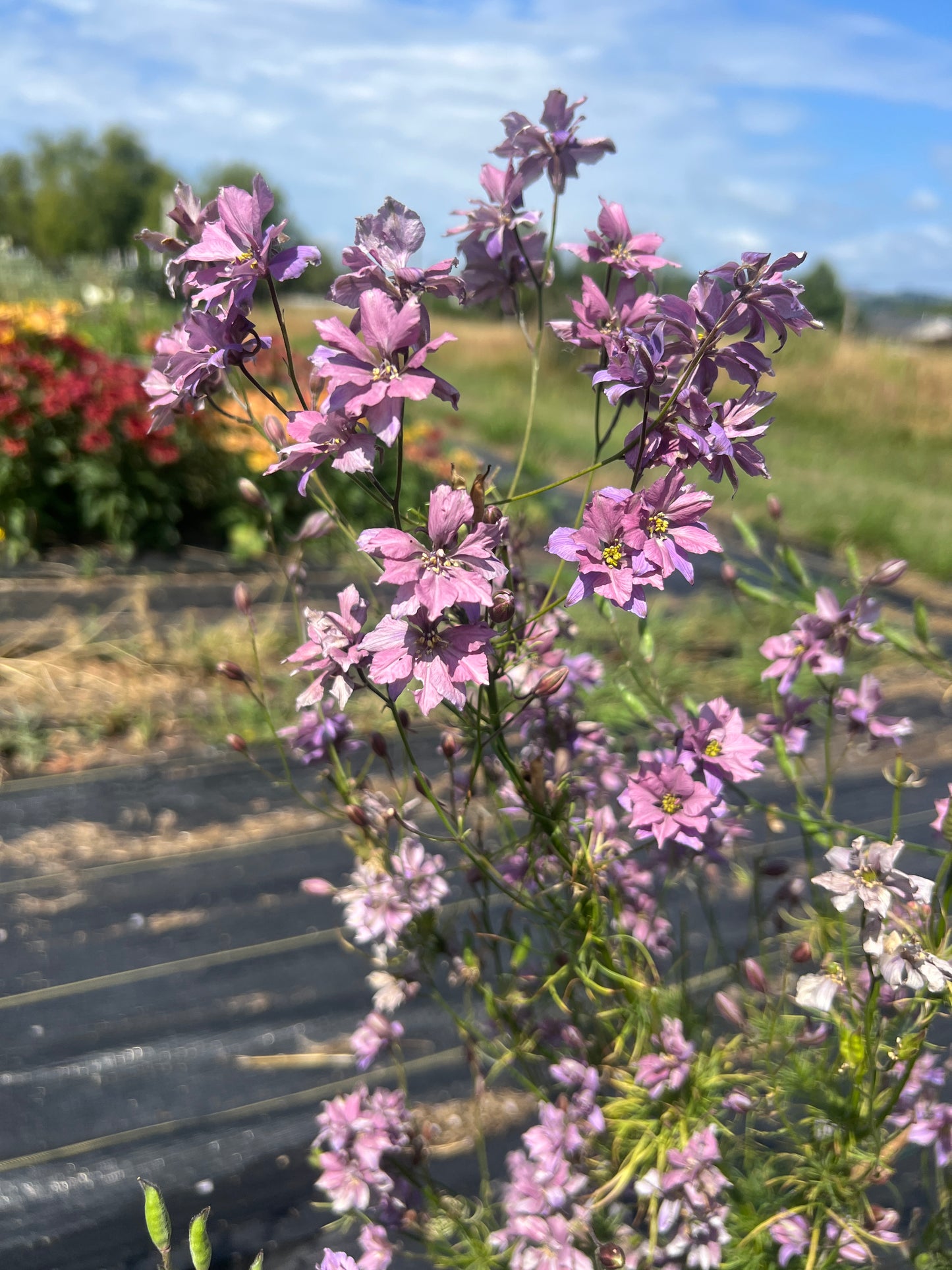 Larkspur  - Earl Gray