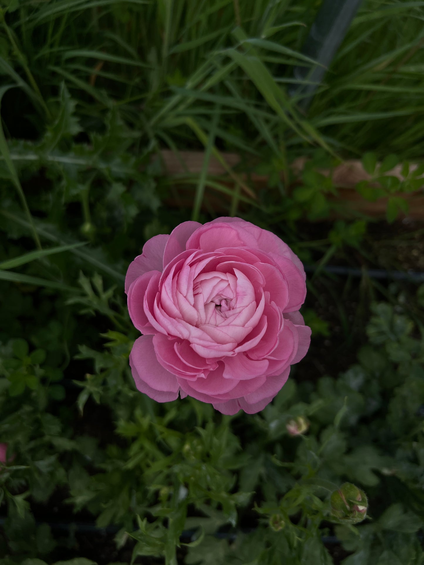 Ranunculus Half Clone Juliette - 15 corms