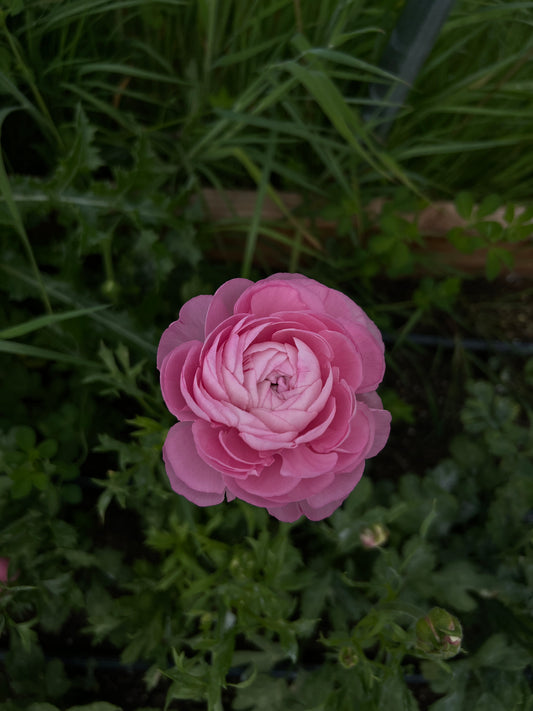 Ranunculus Half Clone Juliette - 15 corms