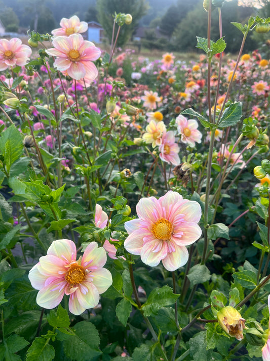 Apple Blossom Dahlia