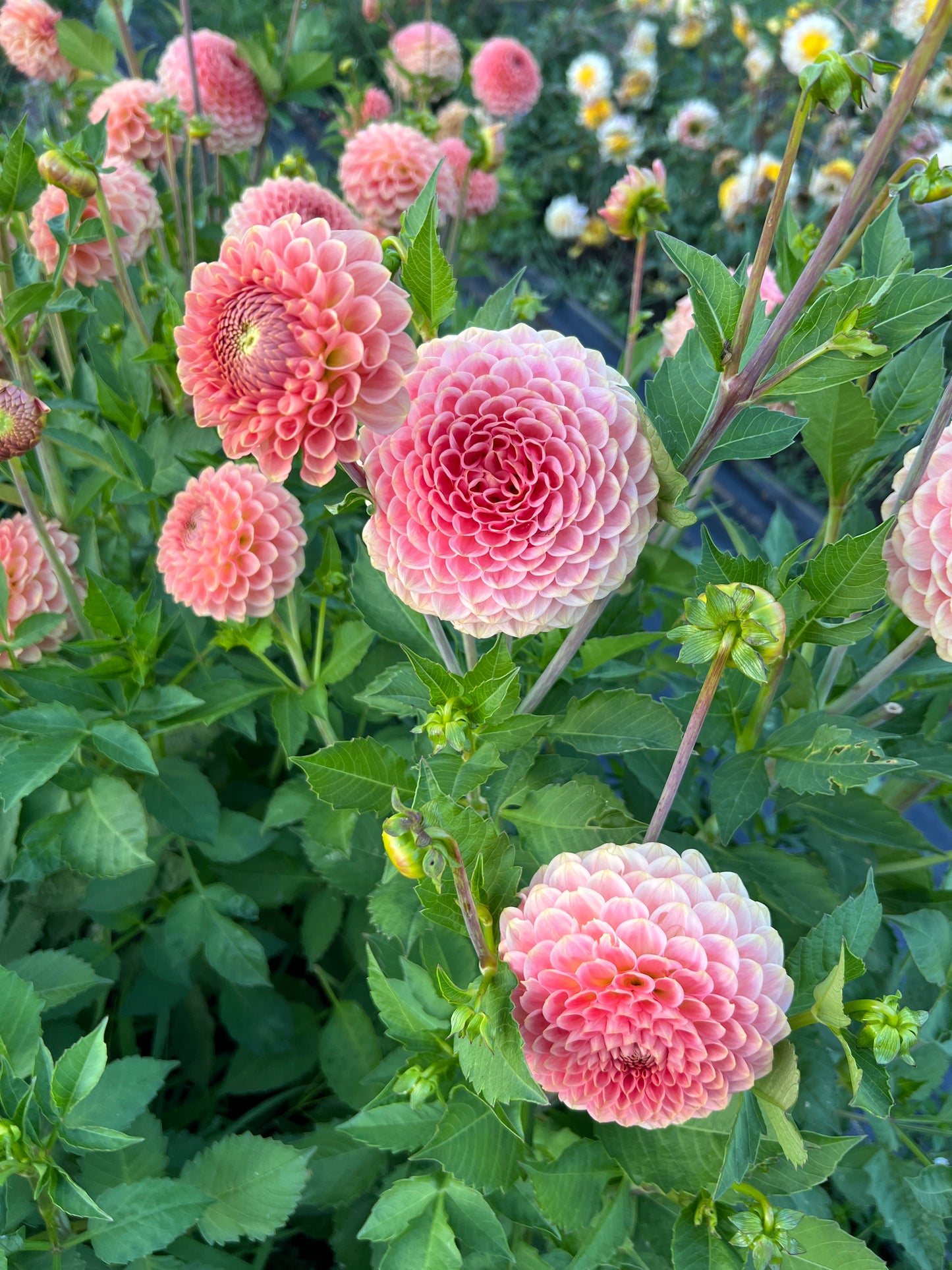 20th Ave Softer Peach