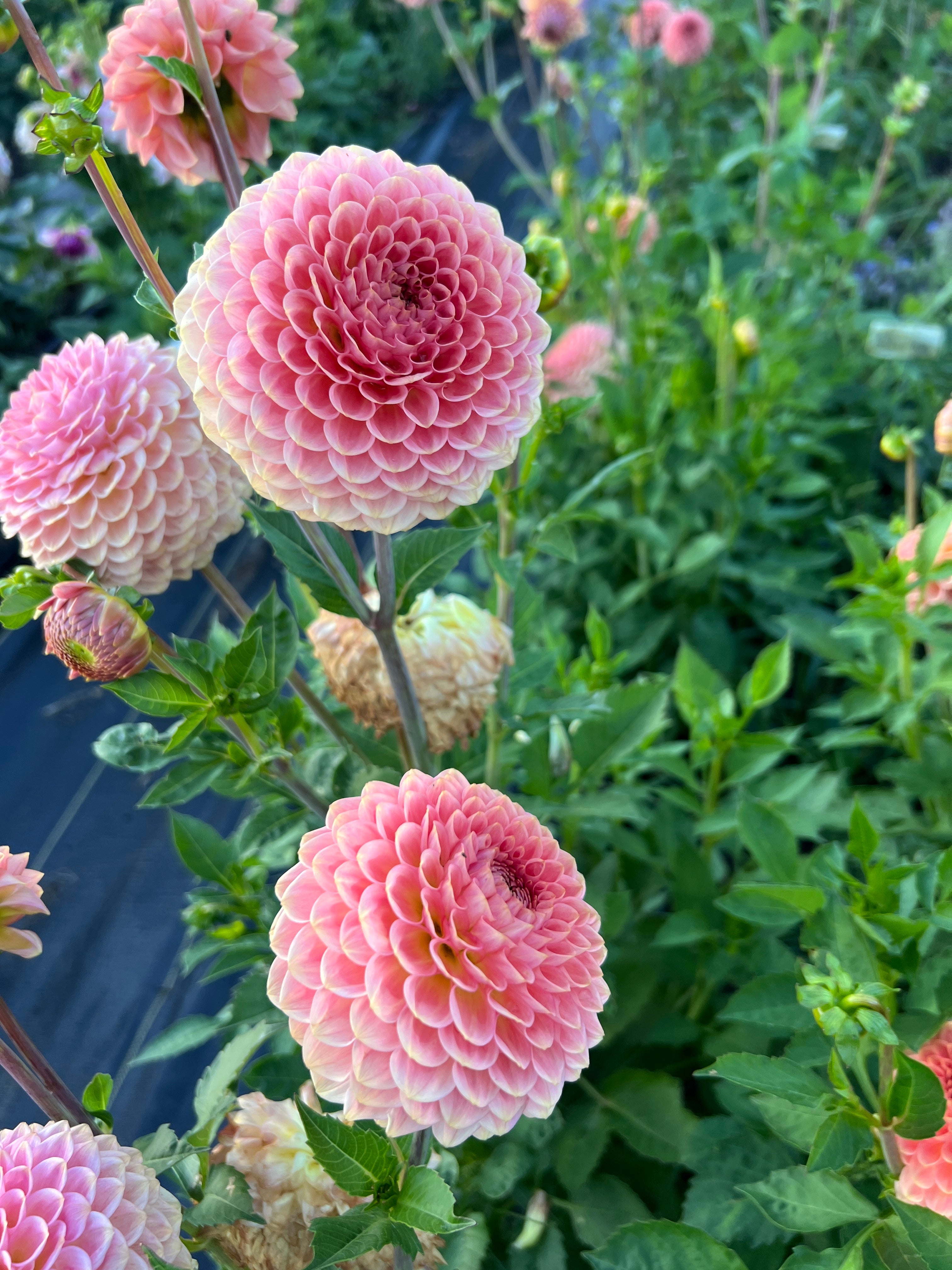 20th Ave Softer Peach Dahlia – Flower People