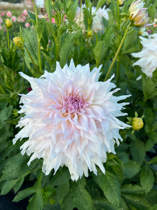 Shiloh Noelle Dahlia