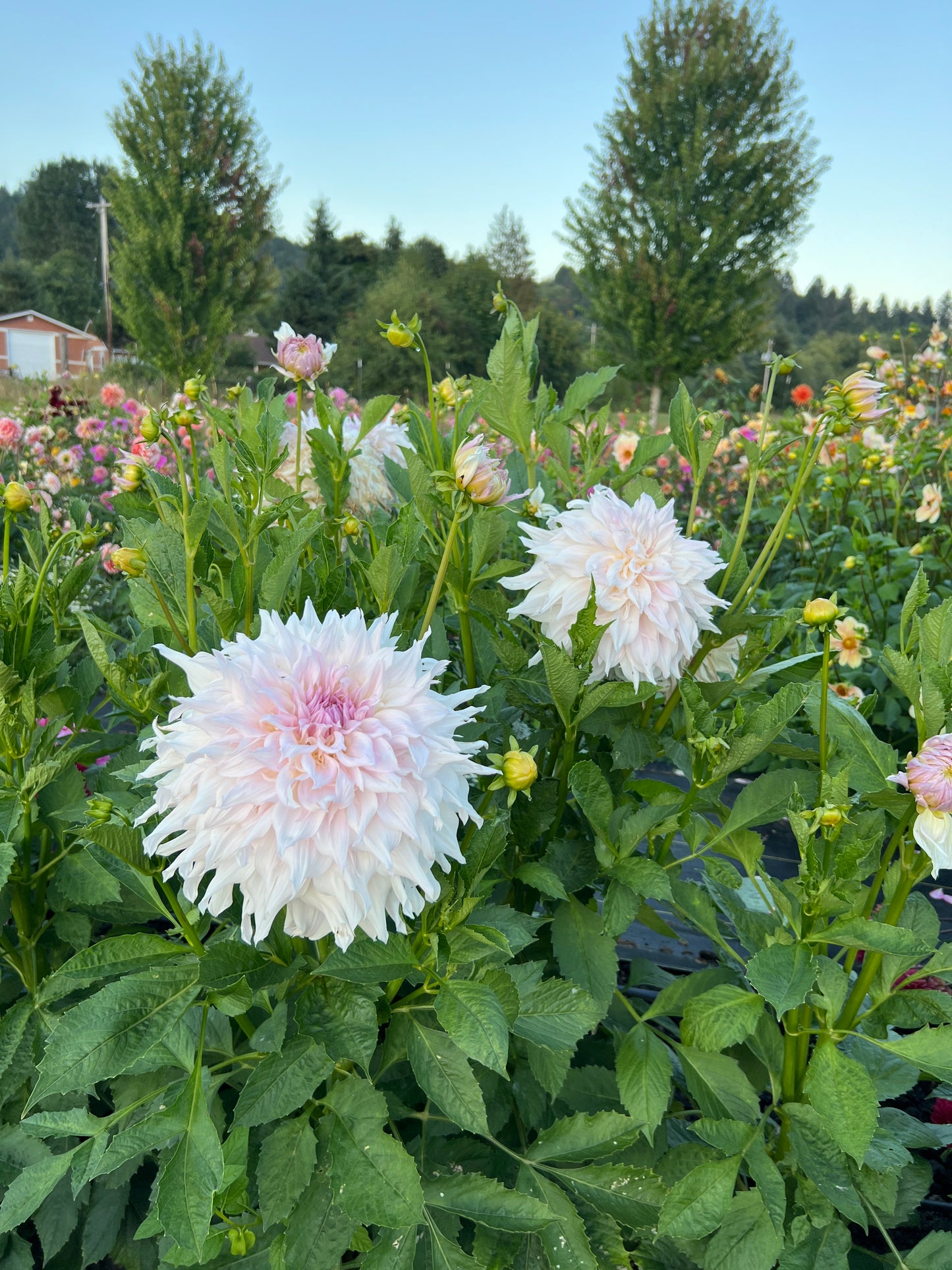 Shiloh Noelle Dahlia