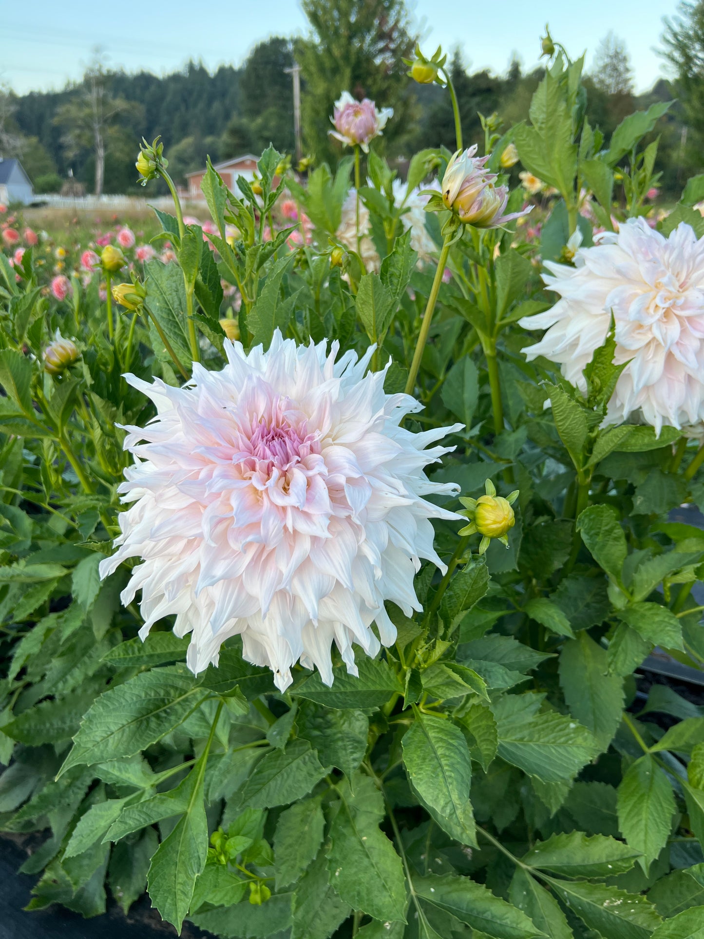 Shiloh Noelle Dahlia