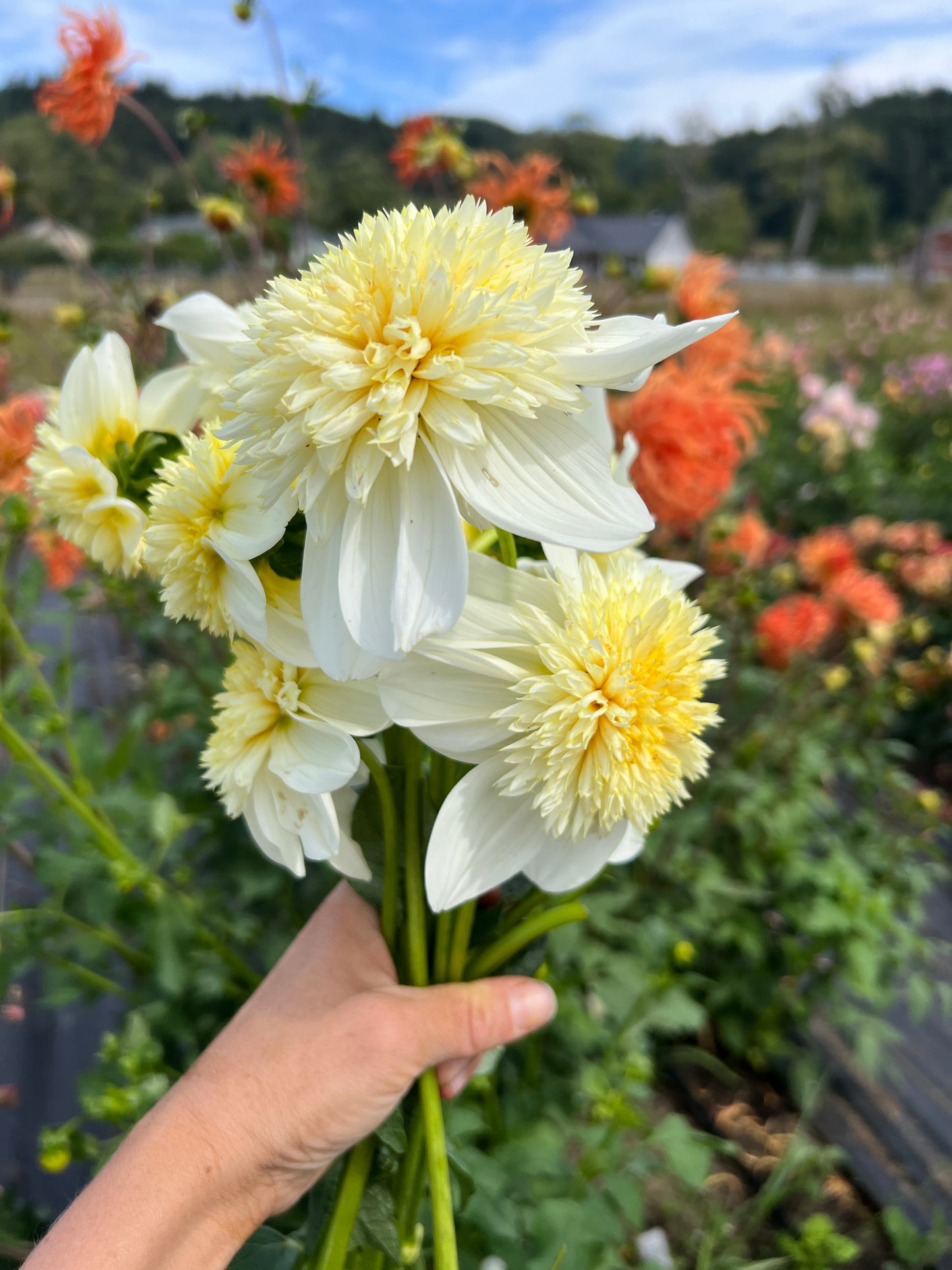 Platinum Blonde Dahlia