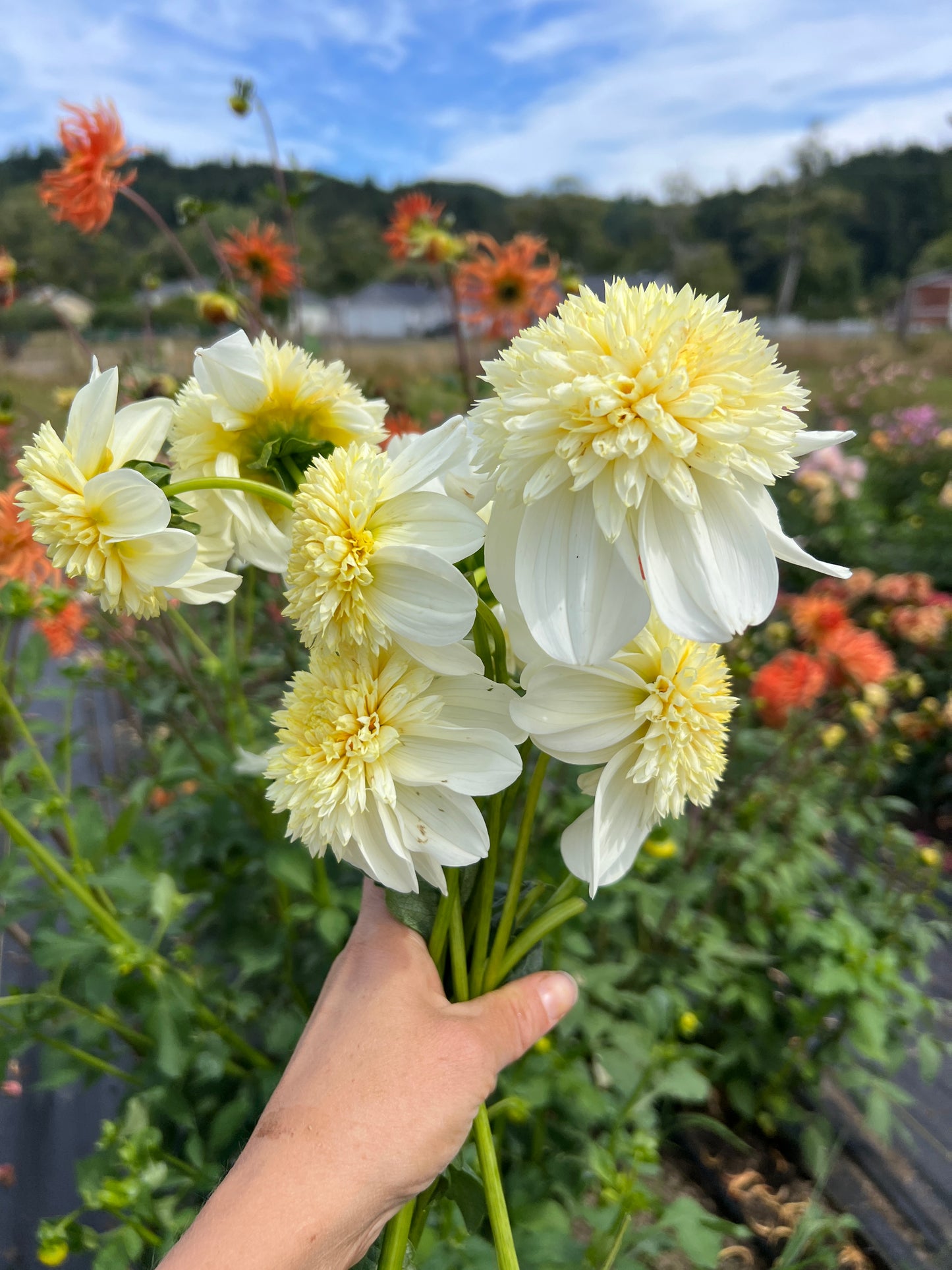 Platinum Blonde Dahlia