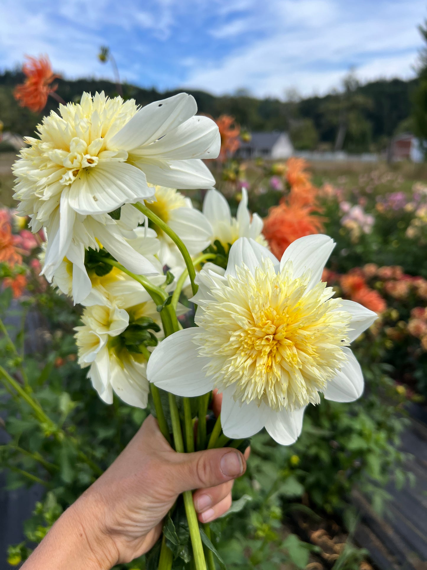 Platinum Blonde Dahlia