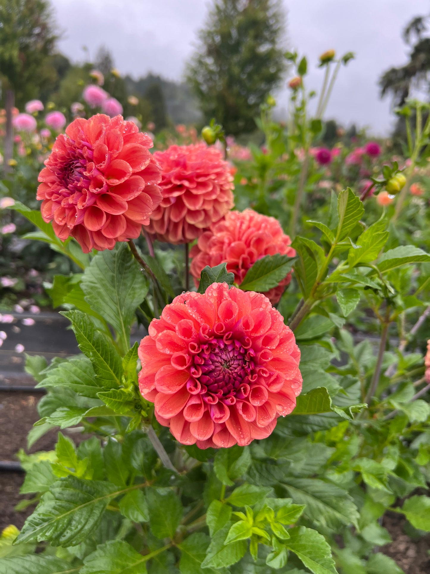 Chewy Dahlia