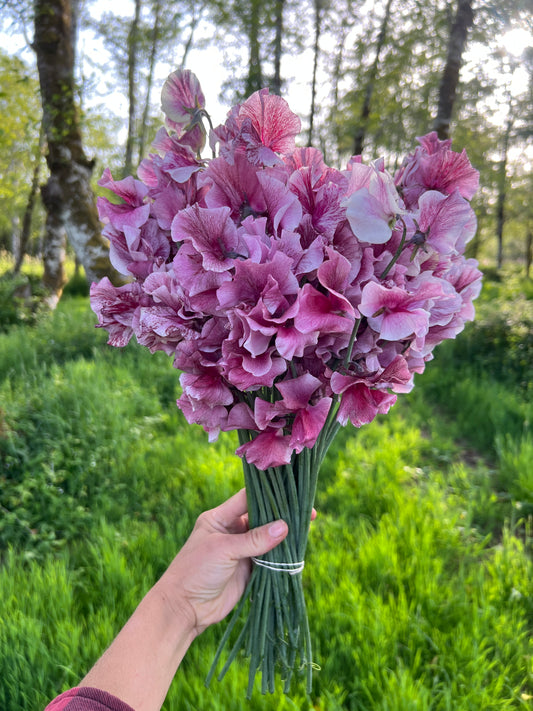 Sweet Pea 'Chocolate Flake'