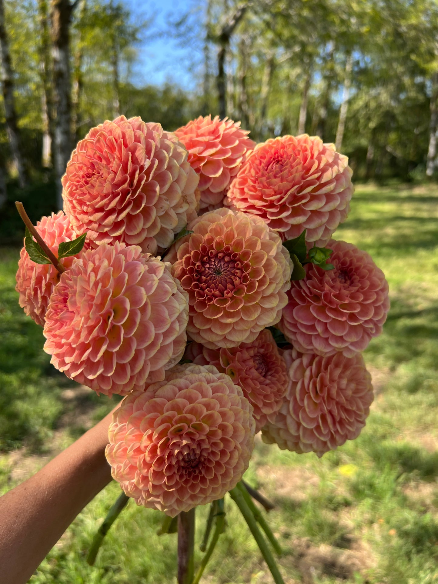 20th Ave Softer Peach