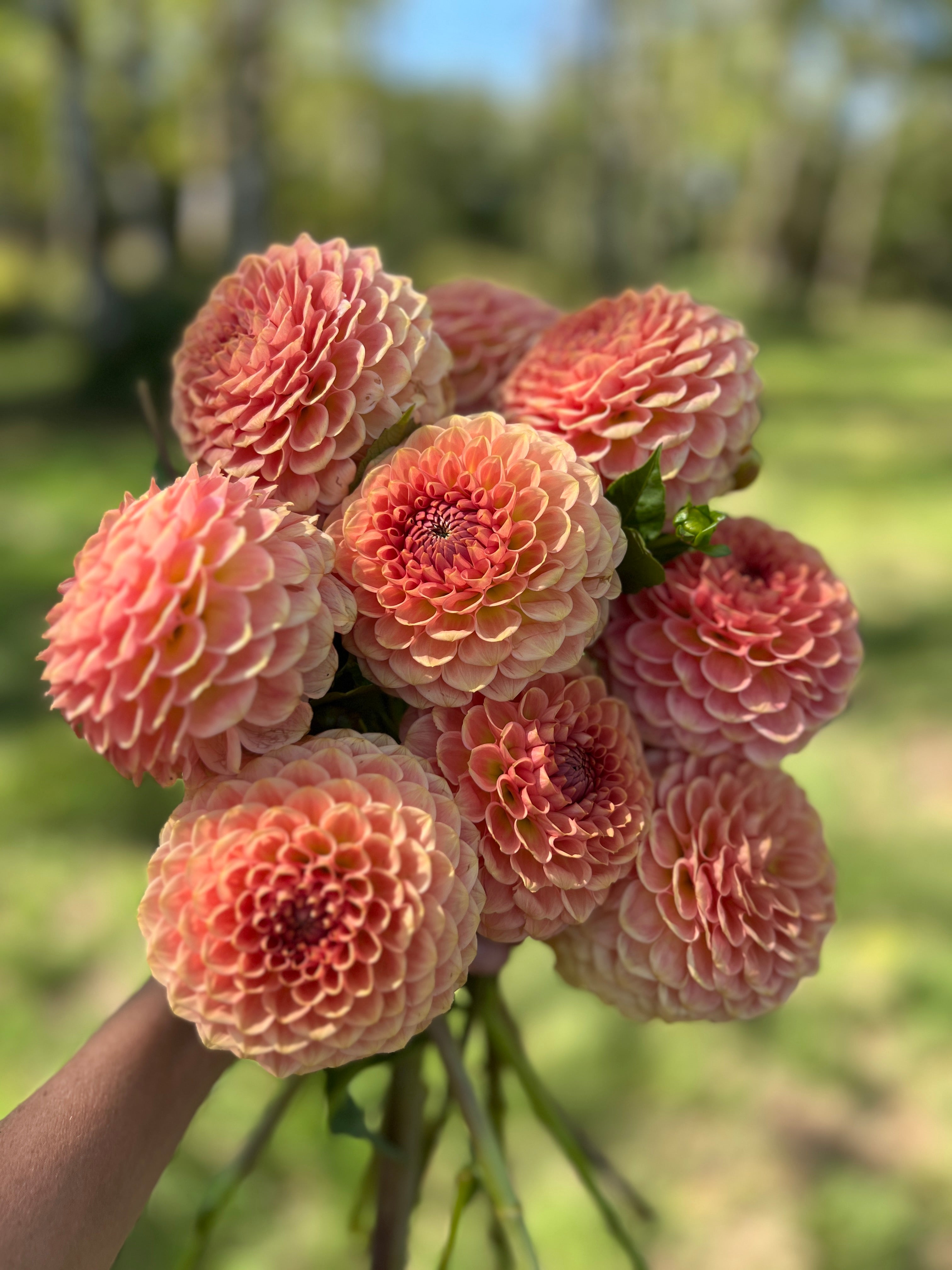 Flower❣️ 20th Ave Softer Peach Dahlia – Flower People
