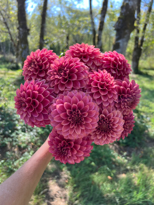 KA® Rosie Jo Dahlia - Limit 1