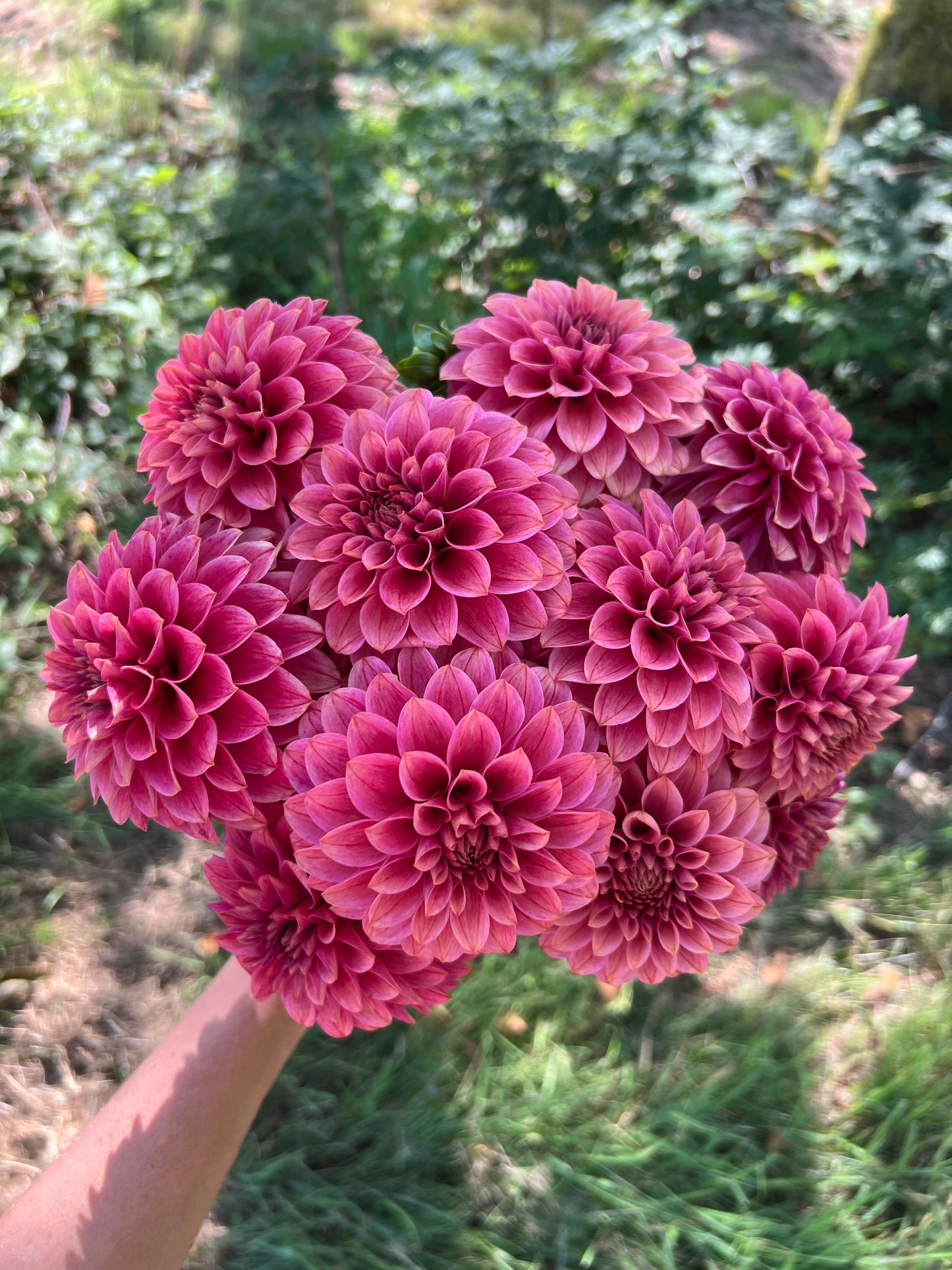 KA® Rosie Jo Dahlia - Limit 1