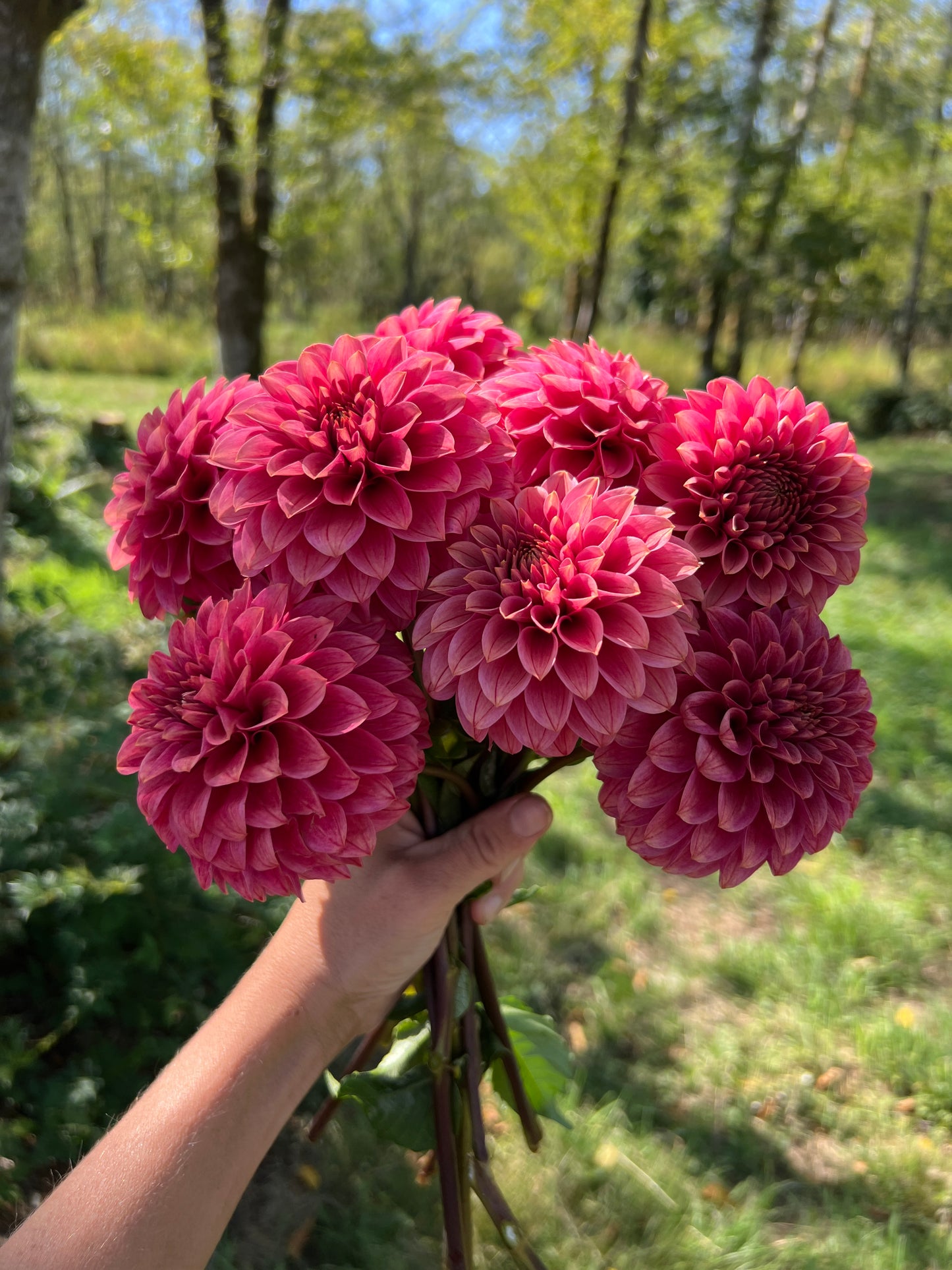 KA® Rosie Jo Dahlia - Limit 1