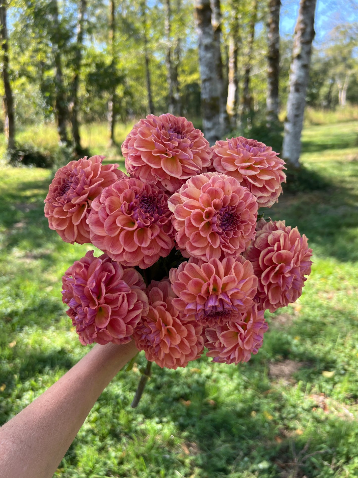 Chewy Dahlia