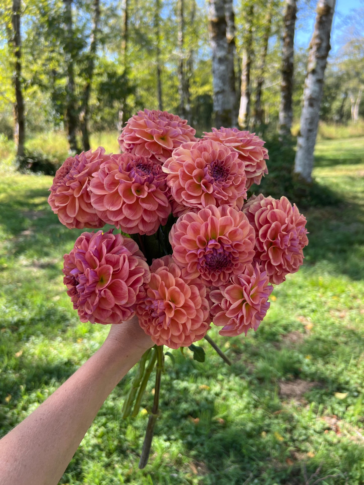 Chewy Dahlia