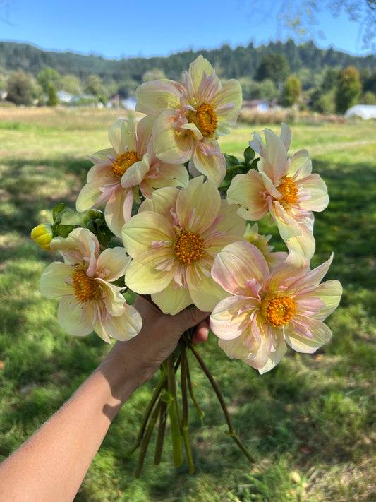 Apple Blossom Dahlia