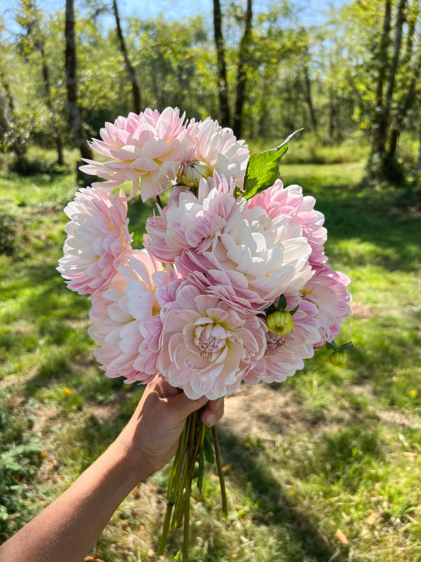 Kelgai Ann Dahlia - LIMIT 1