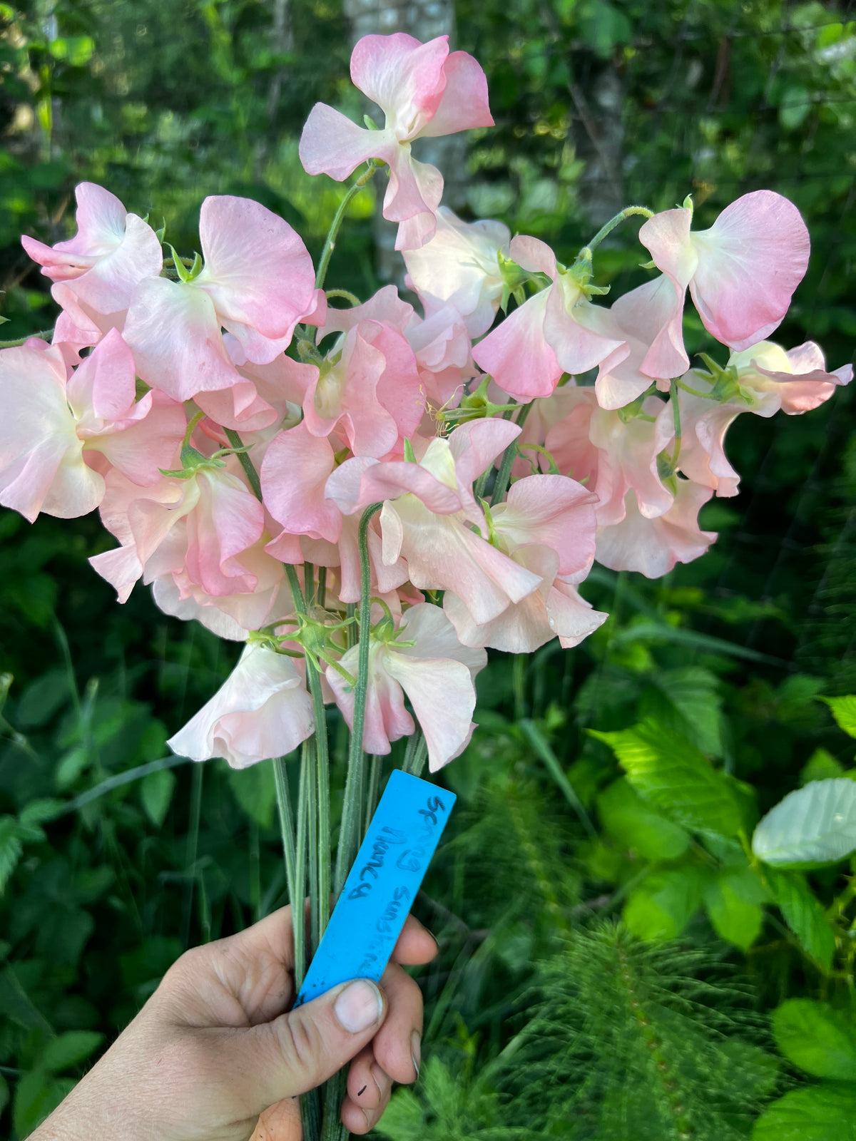 Sweet Pea 'Spring Sunshine Nancy'