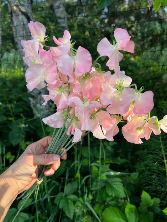 Sweet Pea 'Spring Sunshine Nancy'