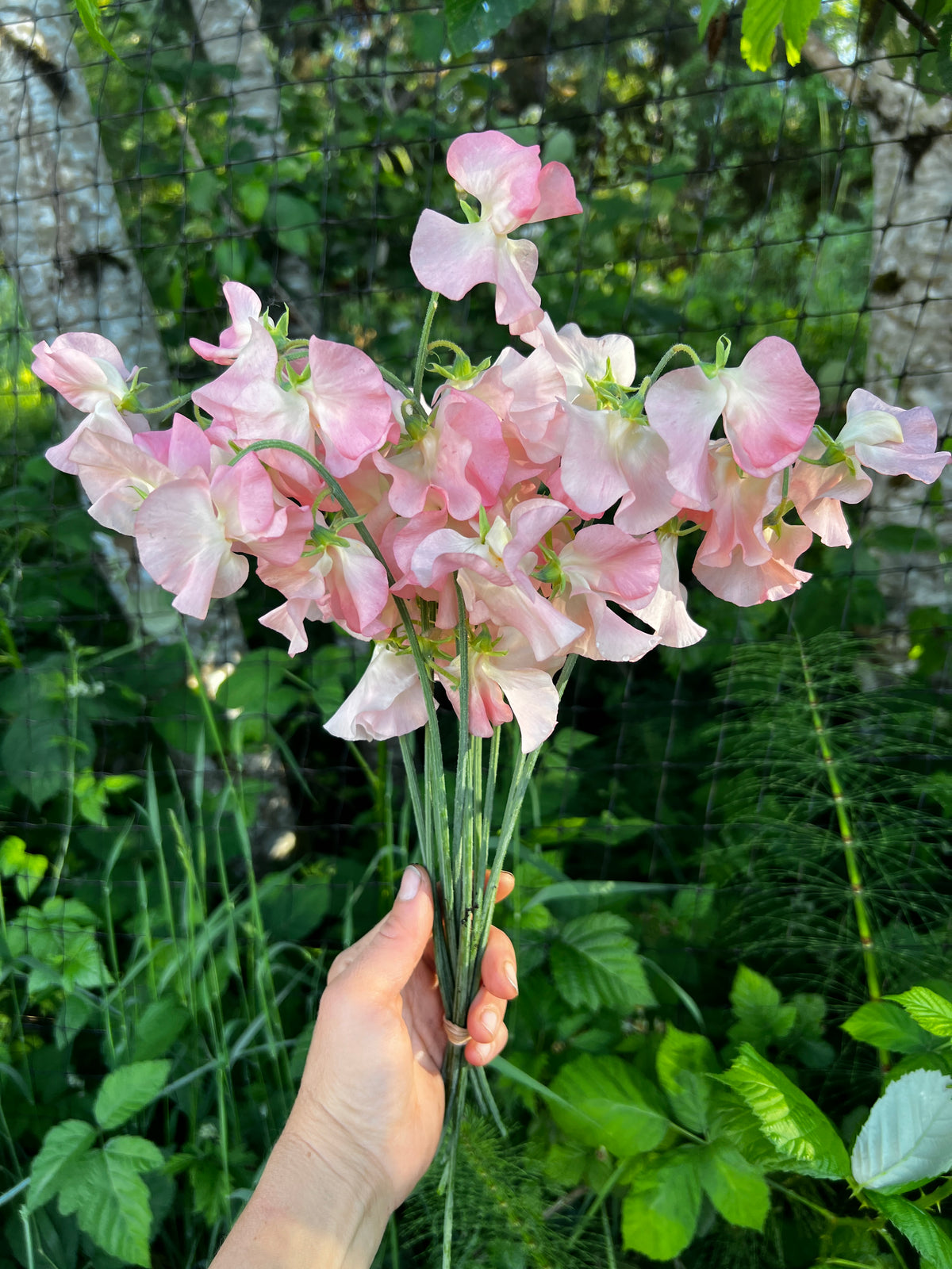 Sweet Pea 'Spring Sunshine Nancy'