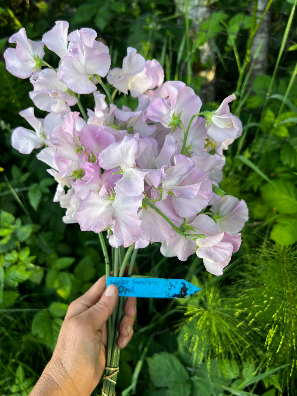 Sweet Pea 'Winter Sunshine Opal'