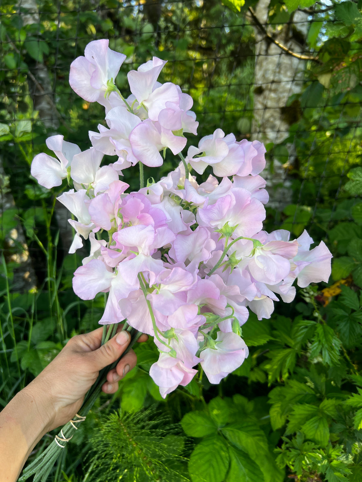 Sweet Pea 'Winter Sunshine Opal'