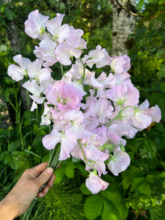 Sweet Pea 'Winter Sunshine Opal'