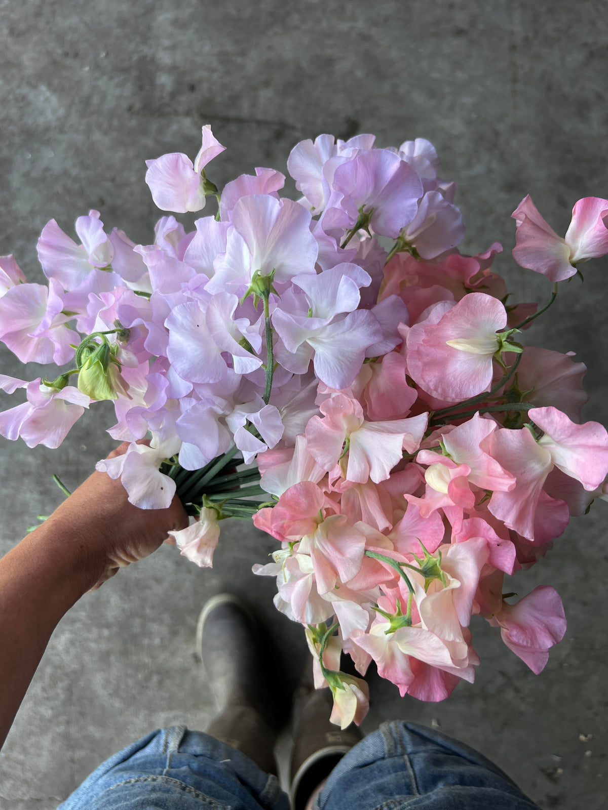 Sweet Pea 'Winter Sunshine Opal'
