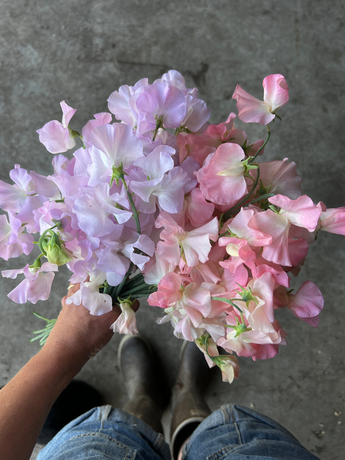 Sweet Pea 'Spring Sunshine Nancy'