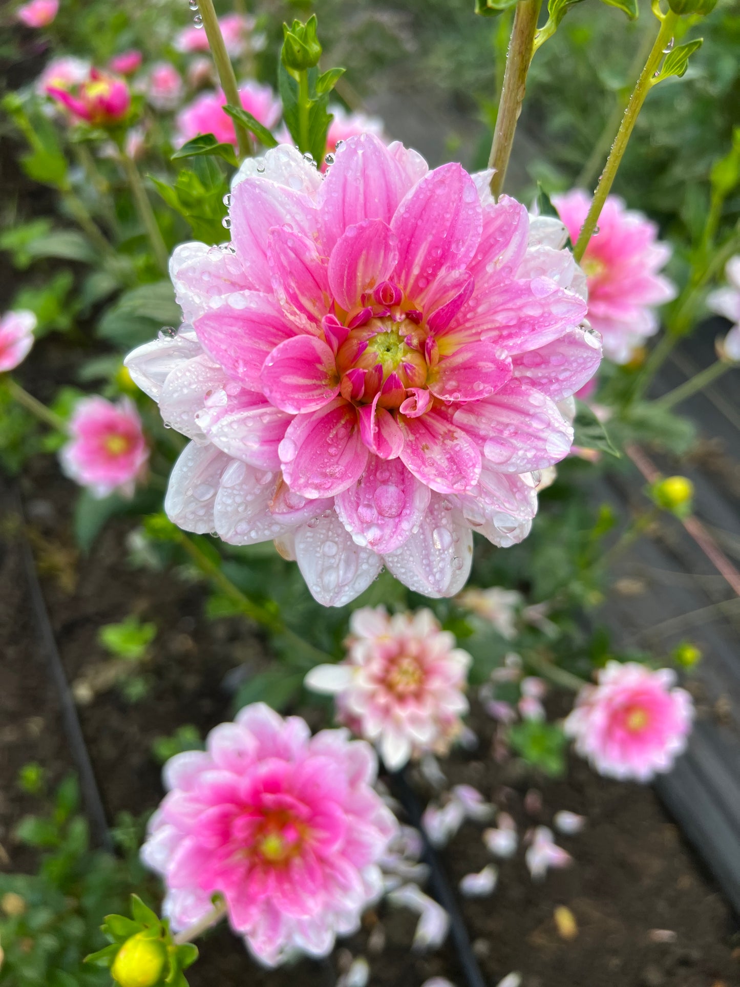 Gerrie Hoek Dahlia