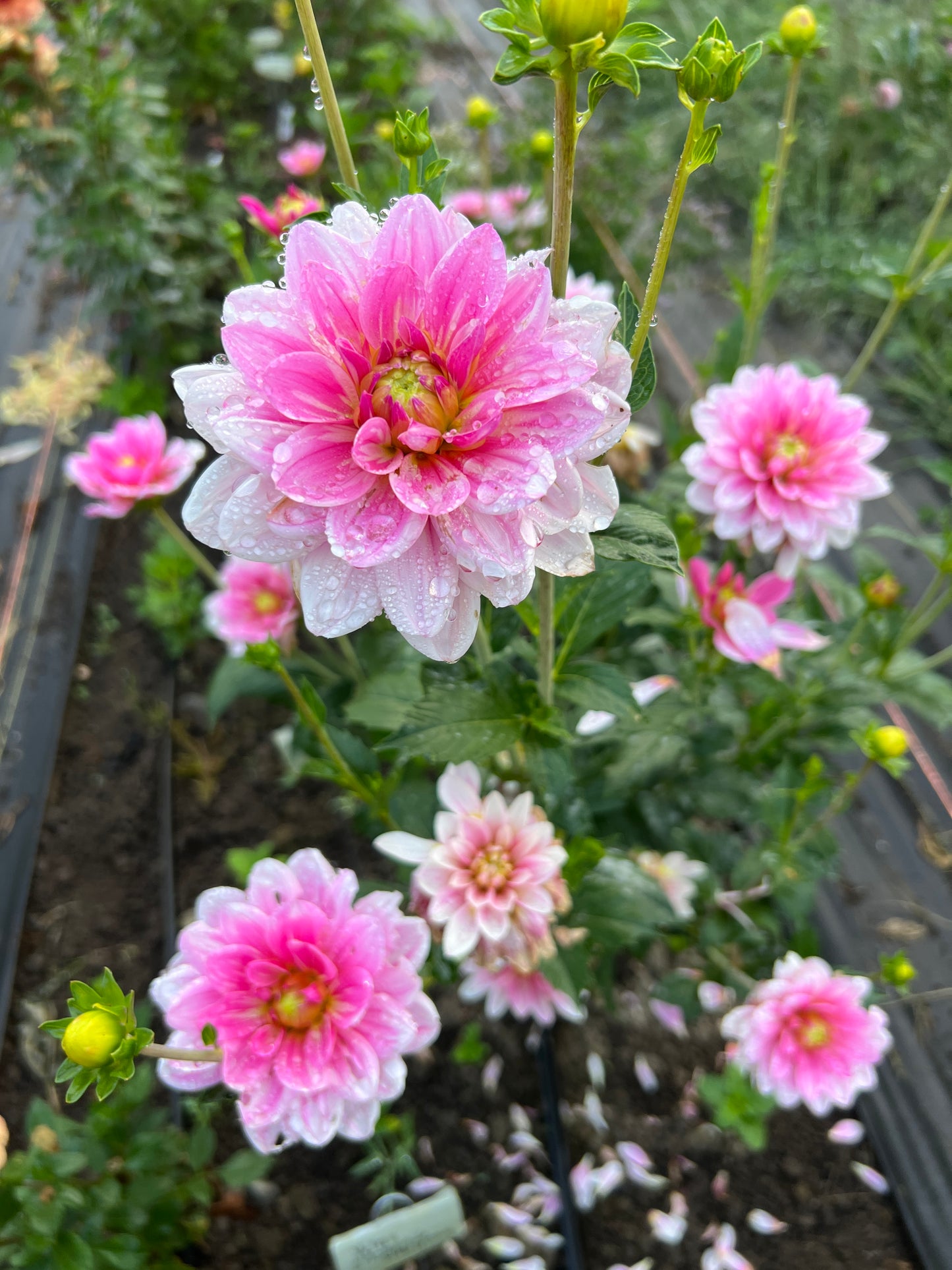 Gerrie Hoek Dahlia