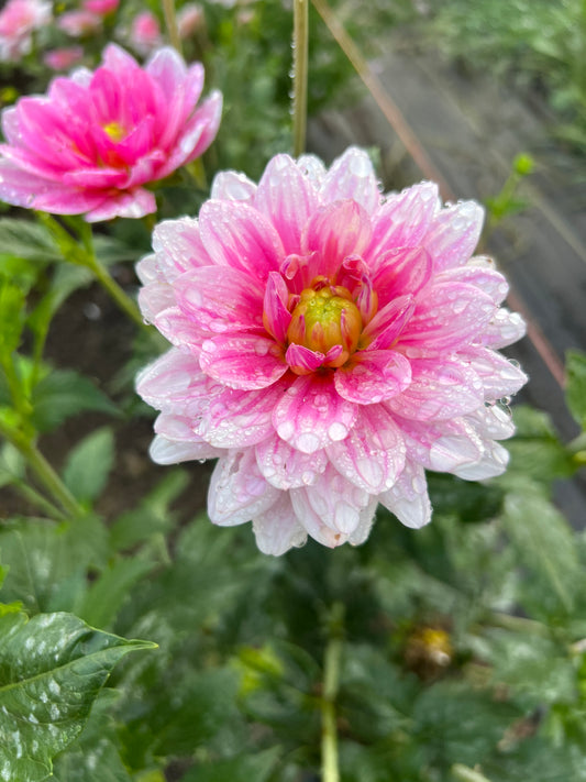 Gerrie Hoek Dahlia