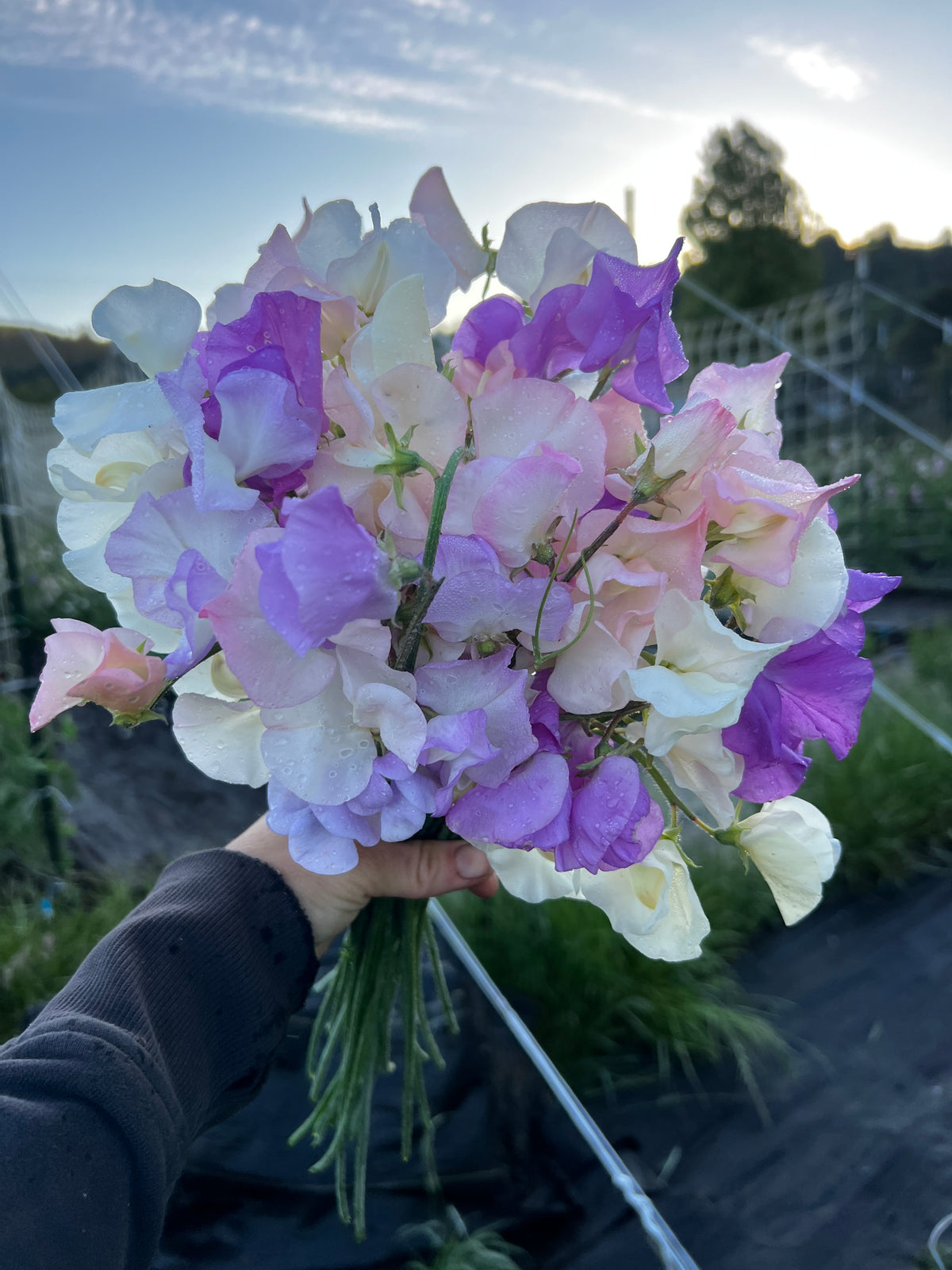 Sweet Pea 'Japanese Pastel Mix'