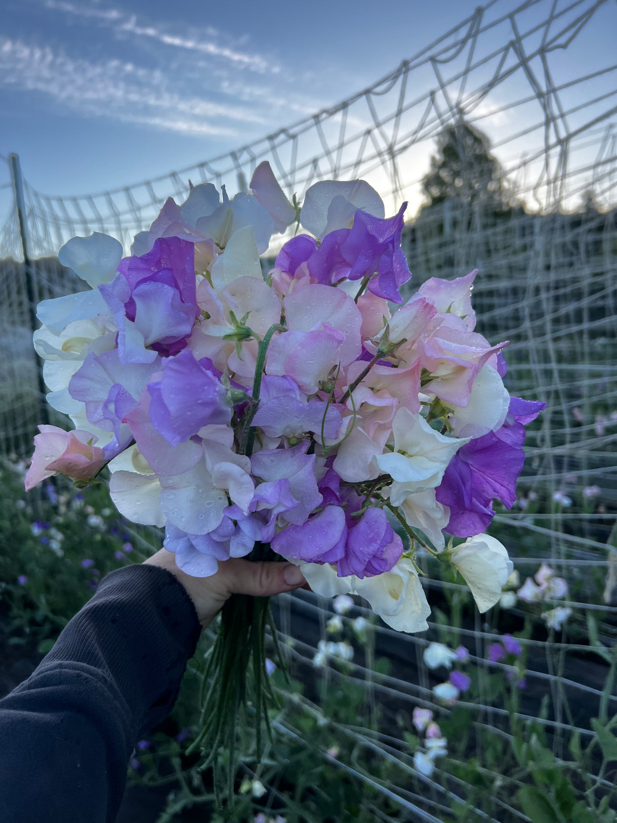 Sweet Pea 'Japanese Pastel Mix'