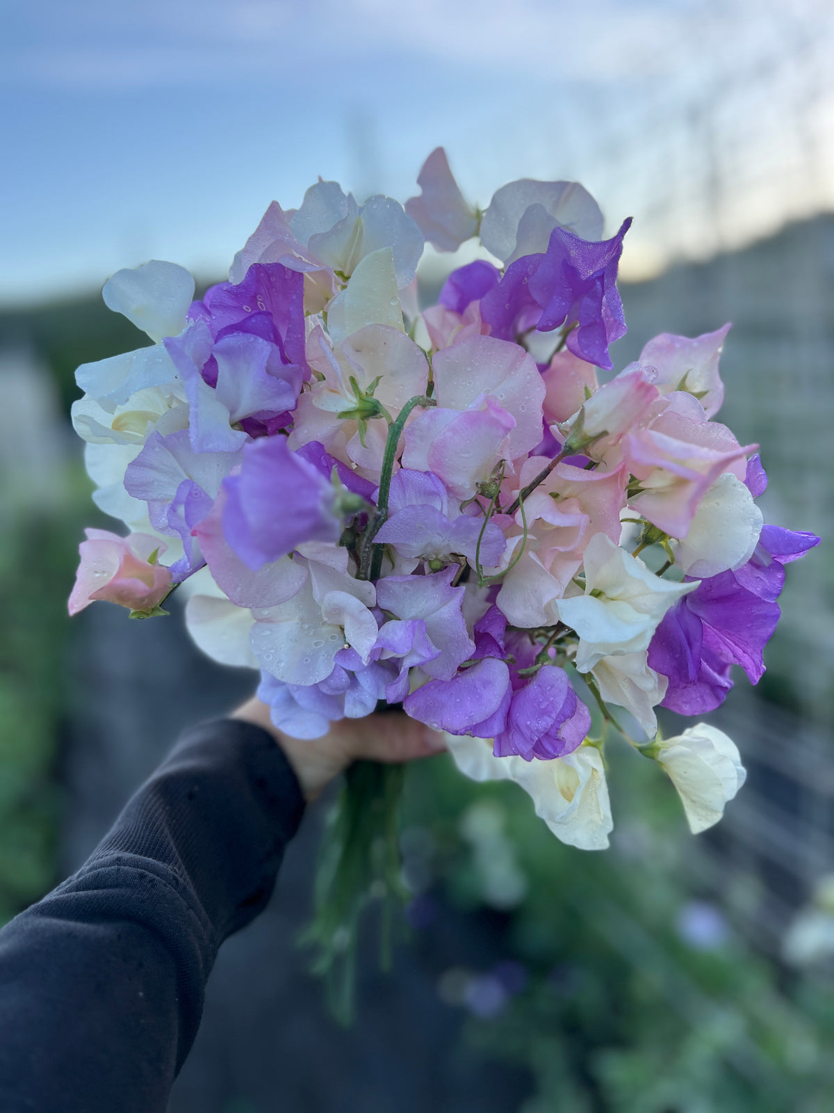 Sweet Pea 'Japanese Pastel Mix'