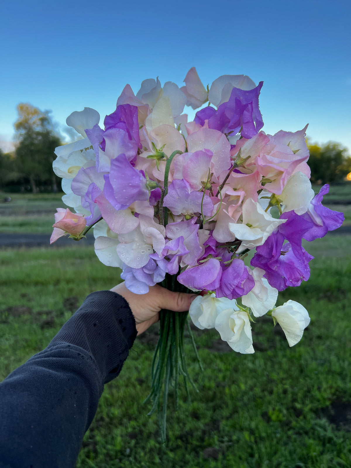 Sweet Pea 'Japanese Pastel Mix'