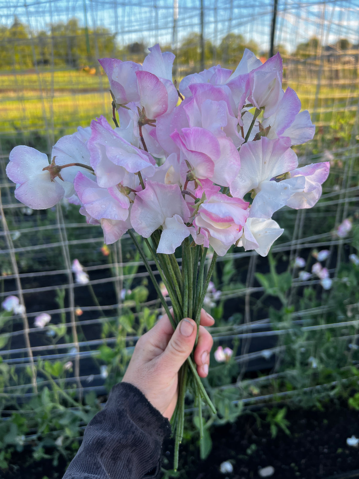 Sweet Pea 'Takeda Sakura'