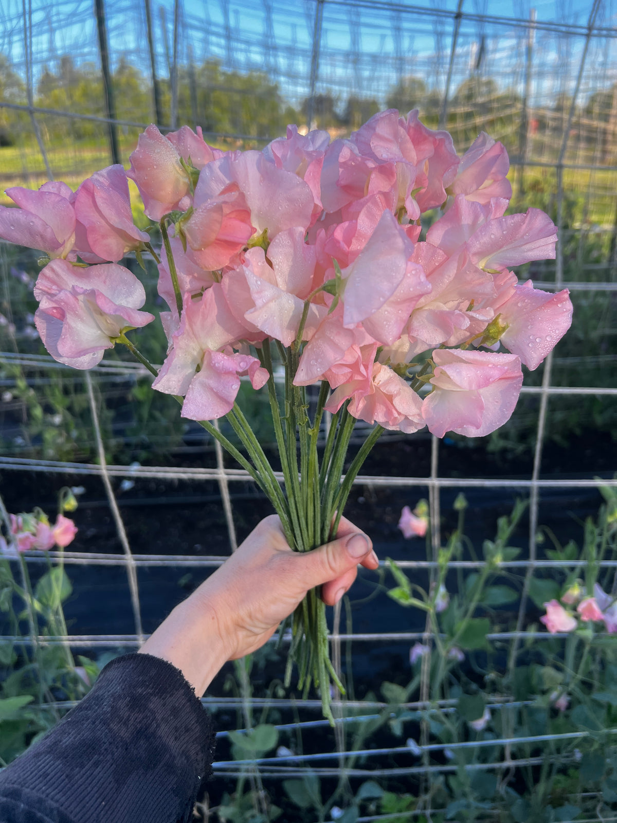 Sweet Pea 'Spring Sunshine Peach'