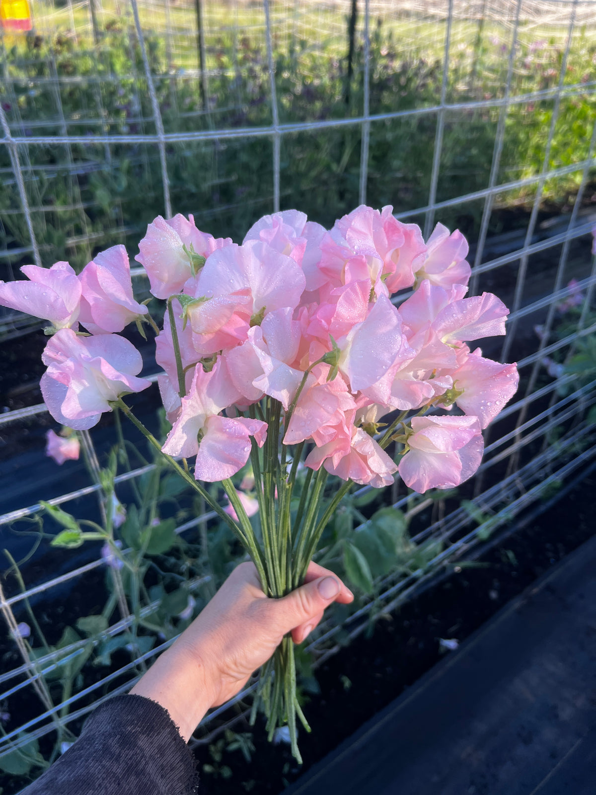 Sweet Pea 'Spring Sunshine Peach'