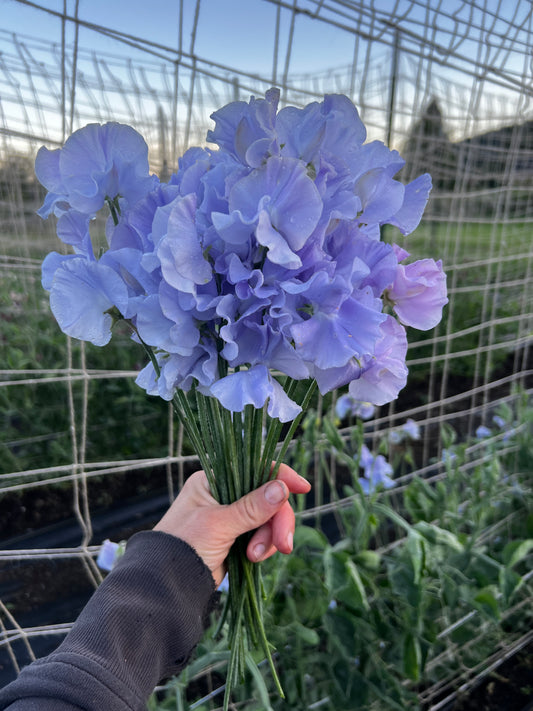 Sweet Pea 'Charlie’s Angel'