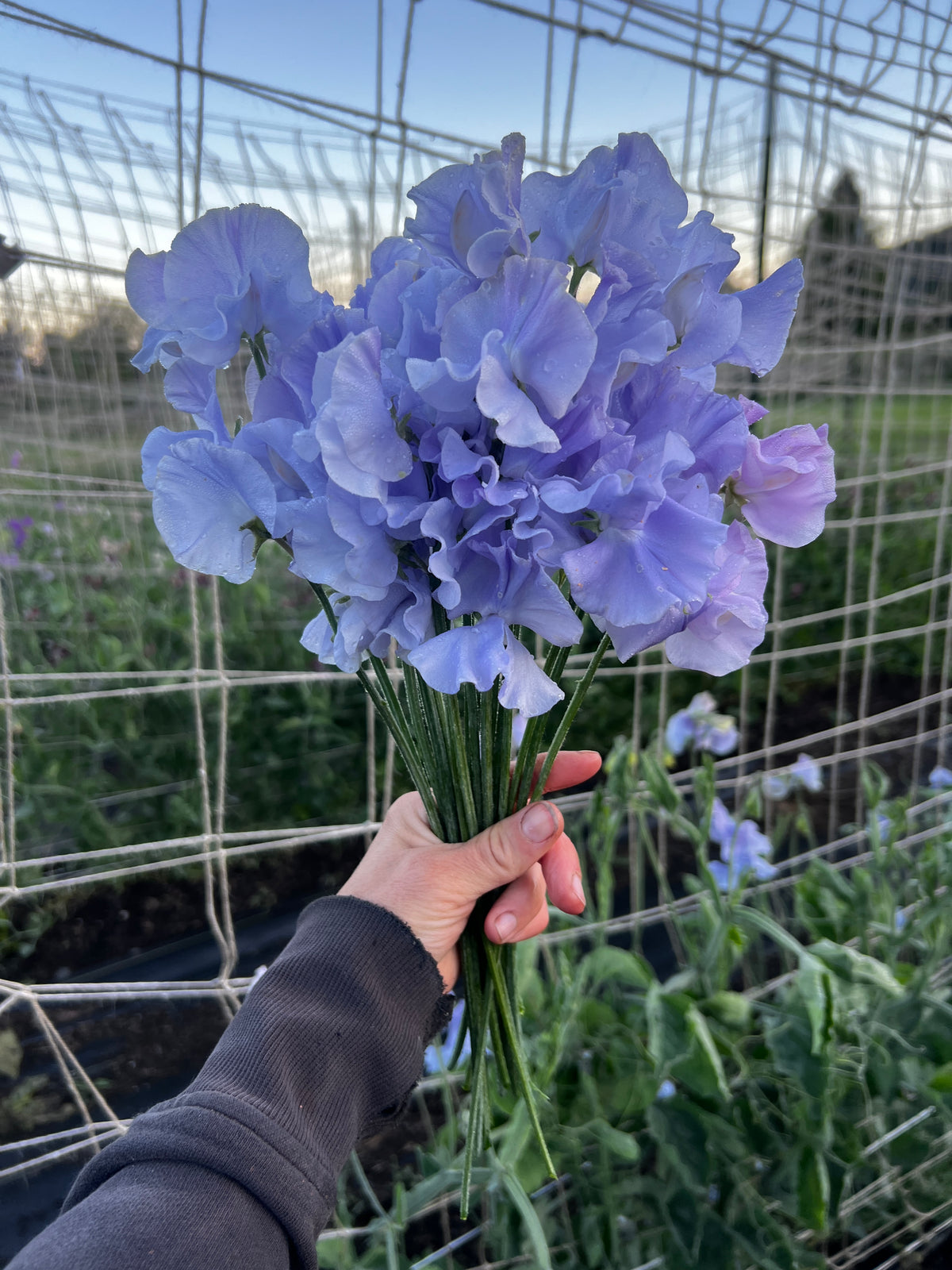 Sweet Pea 'Charlie’s Angel'