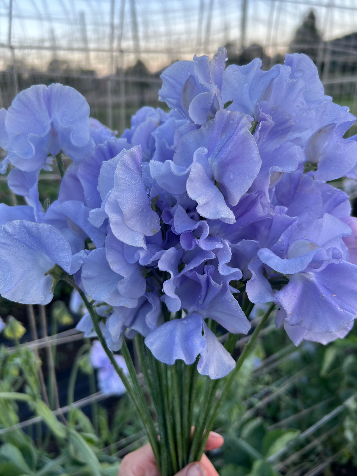 Sweet Pea 'Charlie’s Angel'
